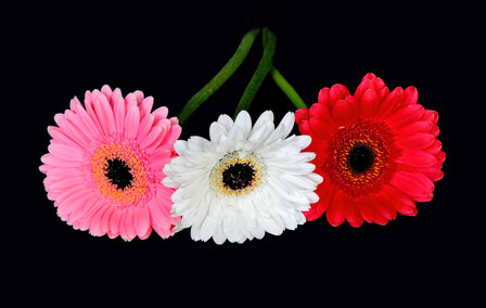 Ranonkels/Ranunculus
