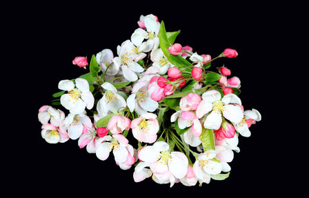 Appelbloesem / Appleblossom