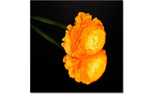 Ranonkel / Ranunculus